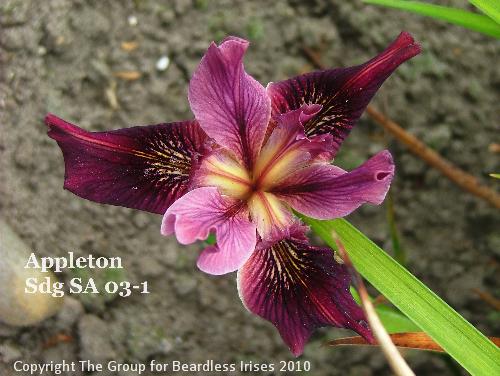 Appleton Sdg SA 03-1 (6)